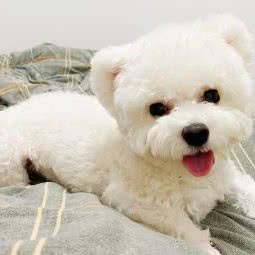 五月宠物生活馆:青岛市黄岛区开发区附近