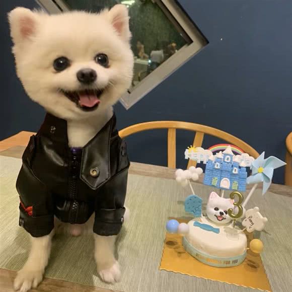 汪汪铺子宠物生日蛋糕烘焙坊:天津城区河东区天津站附近