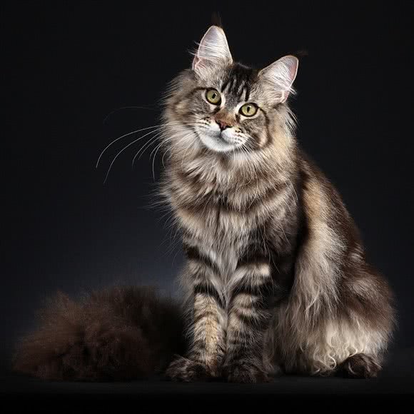 张大凡·猫舍:青岛市黄岛区开发区附近