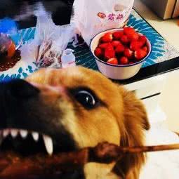 王姨宠物寄养美容:天津城区河东区富民路附近