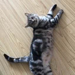 咕噜咕噜宠物乐园:青岛市黄岛区濠洼附近