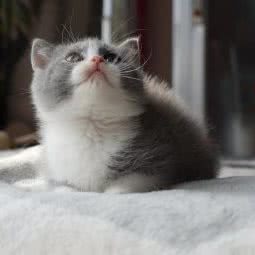 猫的报恩咖啡店:青岛市黄岛区胶南附近