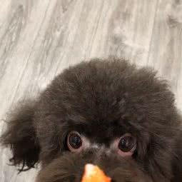 嘎嘎宠物店:天津城区河东区太阳城附近