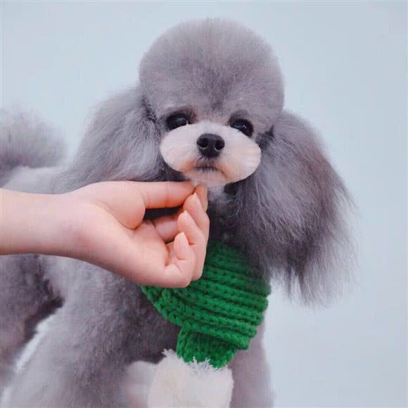 泡泡宠物生活馆:青岛市黄岛区胶南隐珠附近