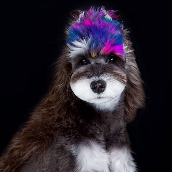 奇异果萌宠·洗护·寄养·萌宠专售:天津城区河东区太阳城附近