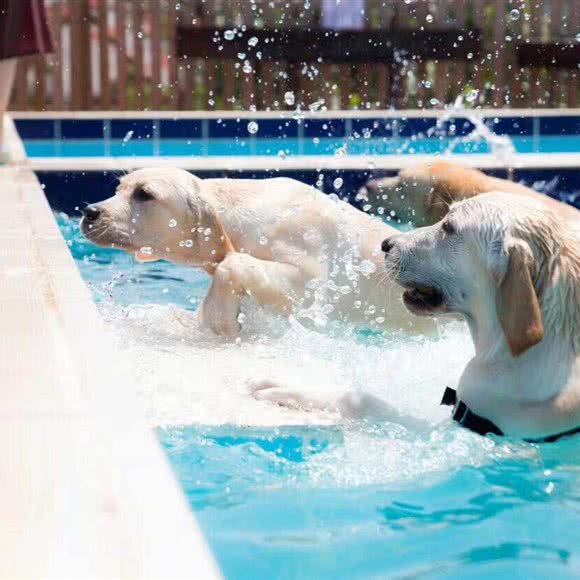 趣玩宠物乐园寄养训犬训狗游泳池:青岛市崂山区崂山风景区附近