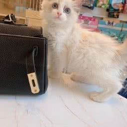 初心宠物生活馆:青岛市崂山区崂山风景区附近