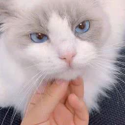 零柒贰肆宠物美容屋:天津城区河东区太阳城附近