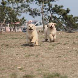 无言战友金毛俱乐部:青岛市崂山区崂山风景区附近