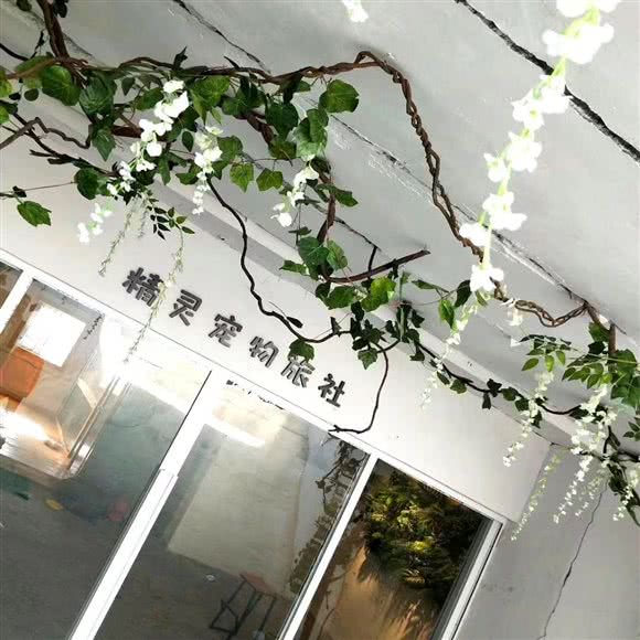 精灵宠物旅社:青岛市崂山区崂山风景区附近