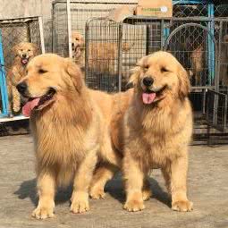 无言战友金毛会所:青岛市崂山区崂山风景区附近