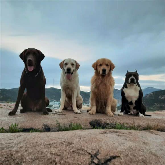 Pet Dog 狗狗寄养训练基地:青岛市崂山区崂山风景区附近