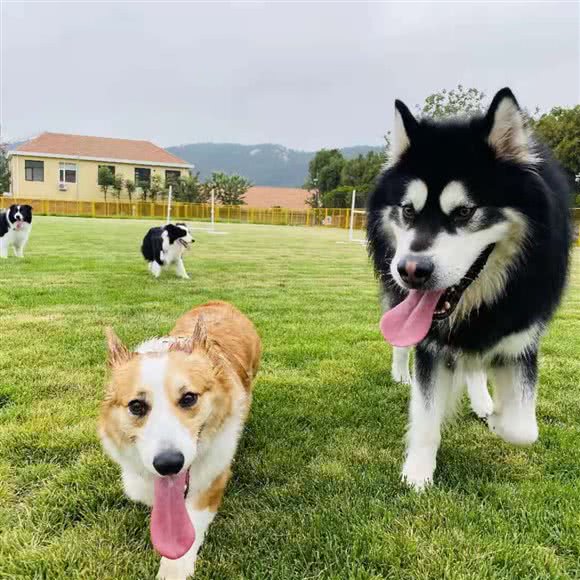 佰宠汇宠物寄养训练游玩乐园:青岛市崂山区崂山风景区附近