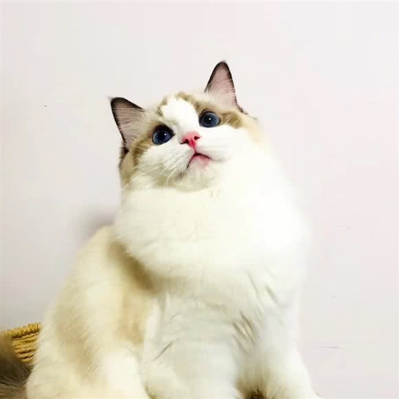 小糖果布偶猫舍:青岛市崂山区国信体育中心附近