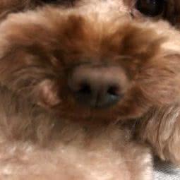 鑫天福宝宝宠物生活馆:青岛市崂山区青岛大学麦岛附近