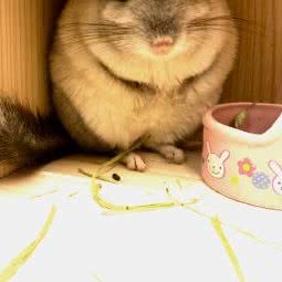 至尚宠物医院(香港东路店):青岛市崂山区青岛大学麦岛附近