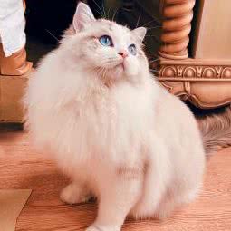 云端布偶猫舍:青岛市崂山区丽达购物广场附近