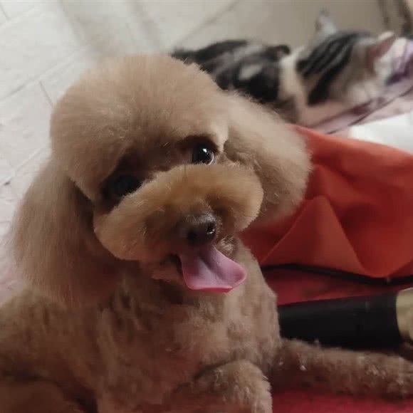 一家宠物店:天津城区河东区区政府附近