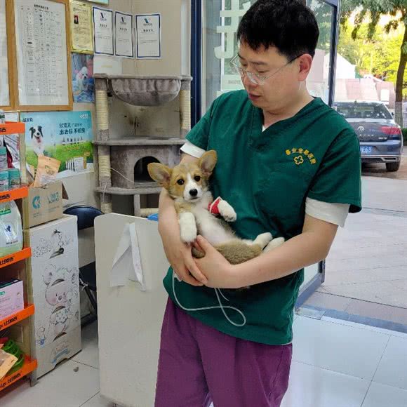 宝龙·豪安宠物医院:青岛市李沧区李沧宝龙附近
