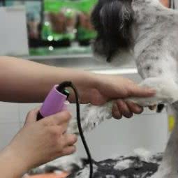 招远路猫狗之家:天津城区河东区区政府附近