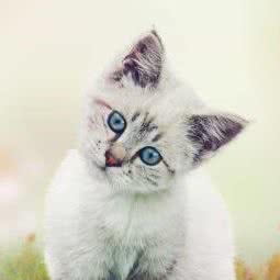 小野兽宠物栈:青岛市李沧区李村公园附近