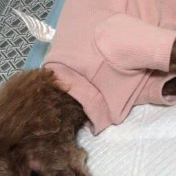 唯爱宠物诊疗中心:青岛市城阳区正阳路附近