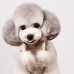 爱它萌宠:青岛市城阳区世纪公园附近