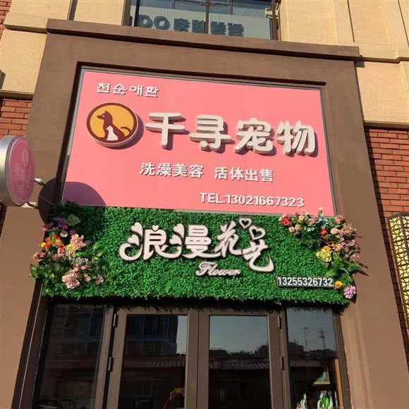 千寻狗狗:青岛市城阳区青特上豪/家佳源附近