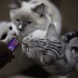 城阳名猫体验馆·猫咖:青岛市城阳区青特上豪/家佳源附近