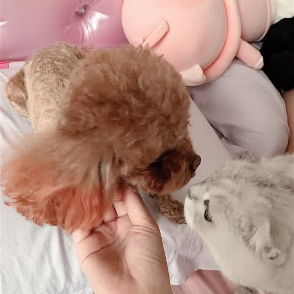 贵宾之家宠物生活馆:青岛市城阳区青特上豪/家佳源附近