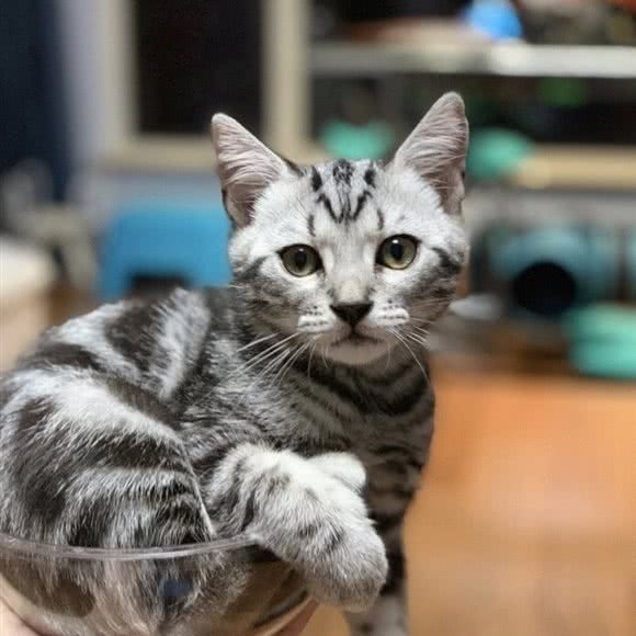 万倍思爱宠物医院:青岛市即墨区即墨宝龙城市广场附近