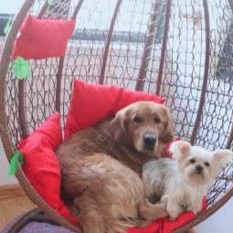 万千宠爱宠物店:天津城区河东区工业大学附近