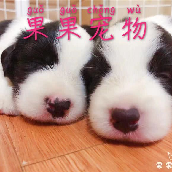 果果宠物:天津城区河东区工业大学附近