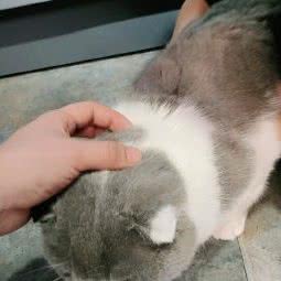 宠.匠 :青岛市胶州市胶州市附近