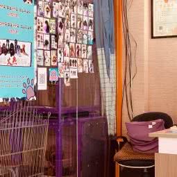 欣欣宠物:青岛市胶州市胶州市附近