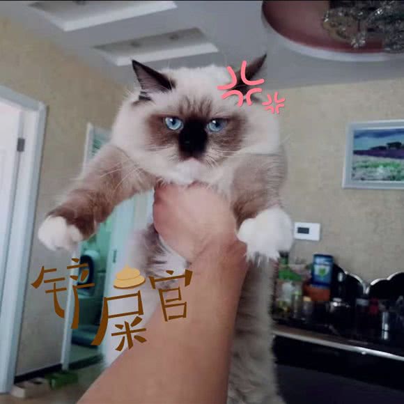 喵本喵布偶猫舍:天津城区河东区工业大学附近