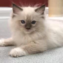 萌宠宠物:青岛市胶州市胶州市附近