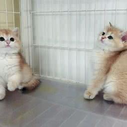 生辉猫舍:天津城区河东区工业大学附近