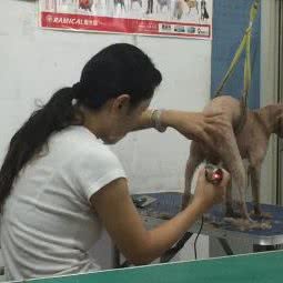 安怡宠物诊所:天津城区河东区工业大学附近