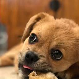 嘉华宠物医院:天津城区河东区工业大学附近