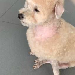 麦町动物诊所:青岛市平度市平度市附近