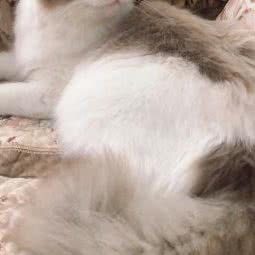 萌猫阁布偶猫舍:天津城区河东区卫国道附近