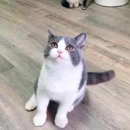 喵小咪猫舍:天津城区河东区卫国道附近