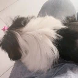 犬坐标宠物美容:天津城区河西区围堤道沿线附近