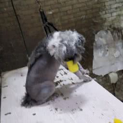 爱犬地带:淄博市张店区市青少年宫附近