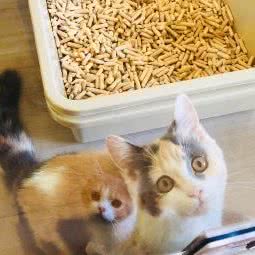 有猫猫舍:淄博市张店区商业步行街附近