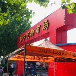 鲁中宠物市场:淄博市张店区人民东路附近