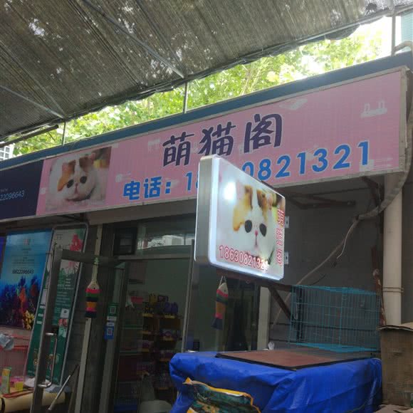 萌猫阁:天津城区河西区围堤道沿线附近