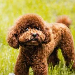 猫狗路1号宠物会所(荷香园店):淄博市张店区高新区附近