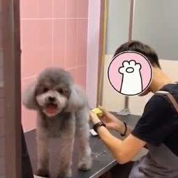 壹格私宠(景园路店):淄博市张店区高新区附近